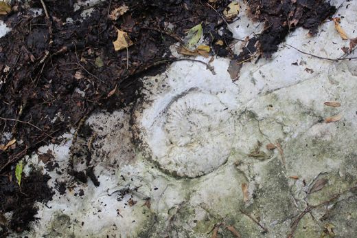 Discovery in Racha: Seashells found 1200 meters above sea level reveal unique information about Black and Caspian seas geotv.ge